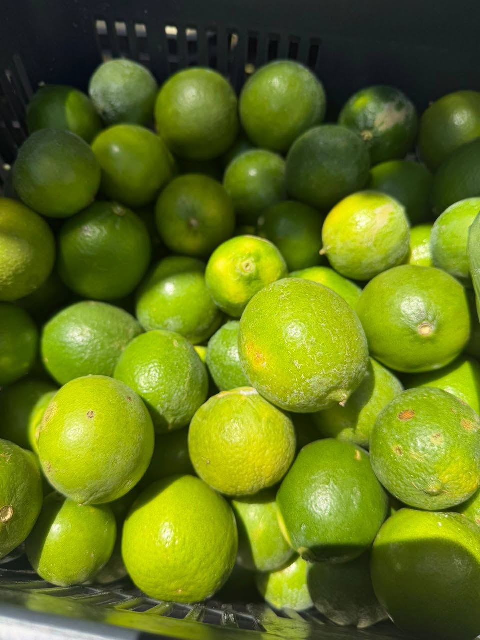 Venta de Elotes Frescos y Limón