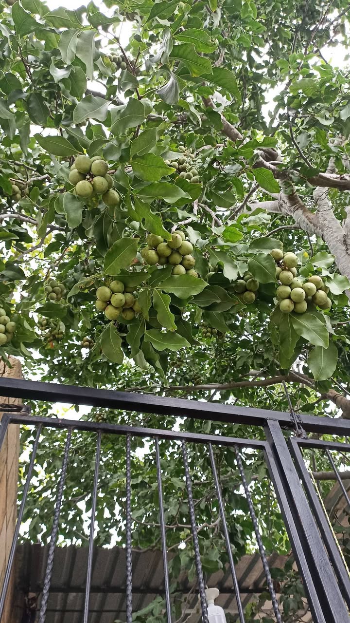 Venta De Huaya