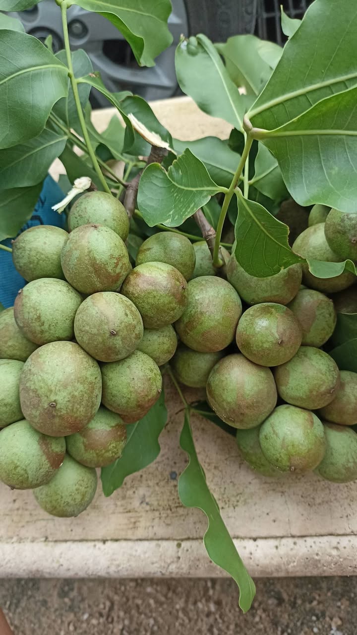 Venta De Huaya