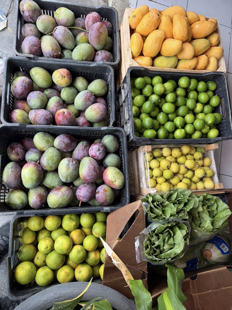 Venta de mangos frescos: Manila, Tomy y Ataulfo de Primera a domicilio