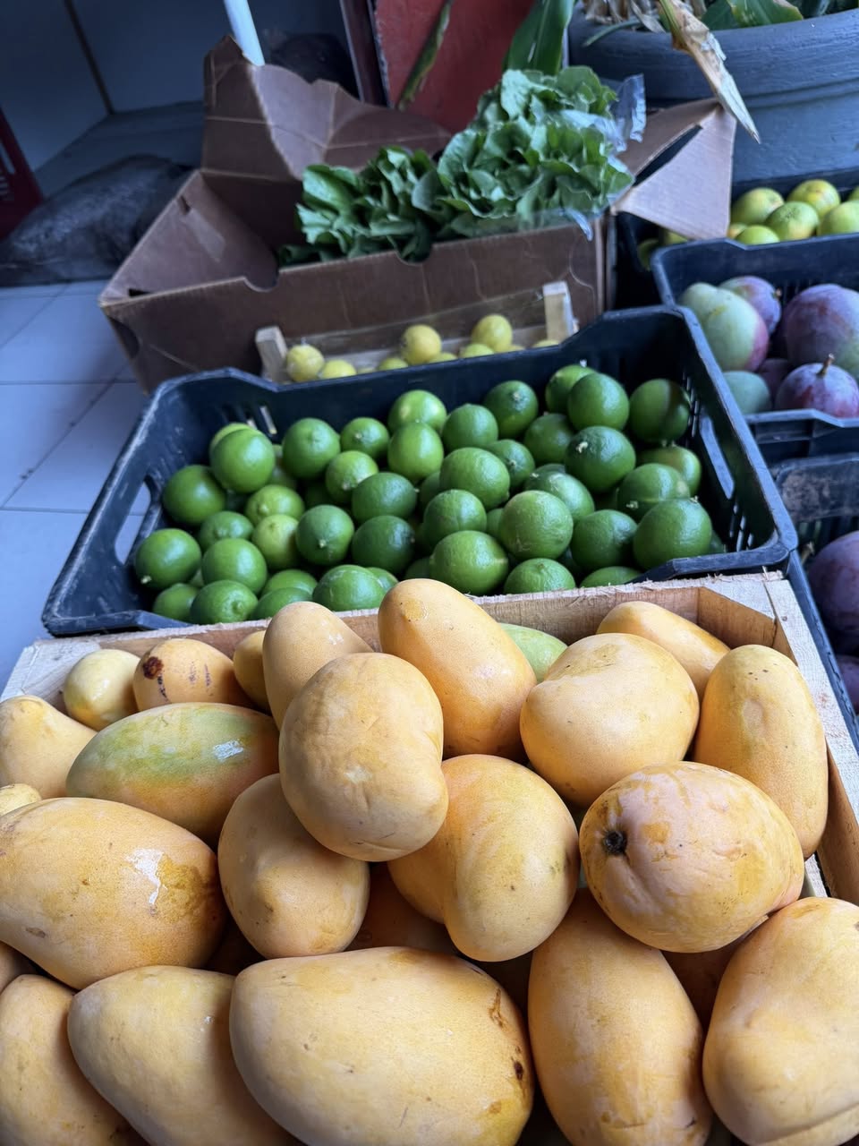 Venta de mangos frescos: Manila, Tomy y Ataulfo de Primera a domicilio