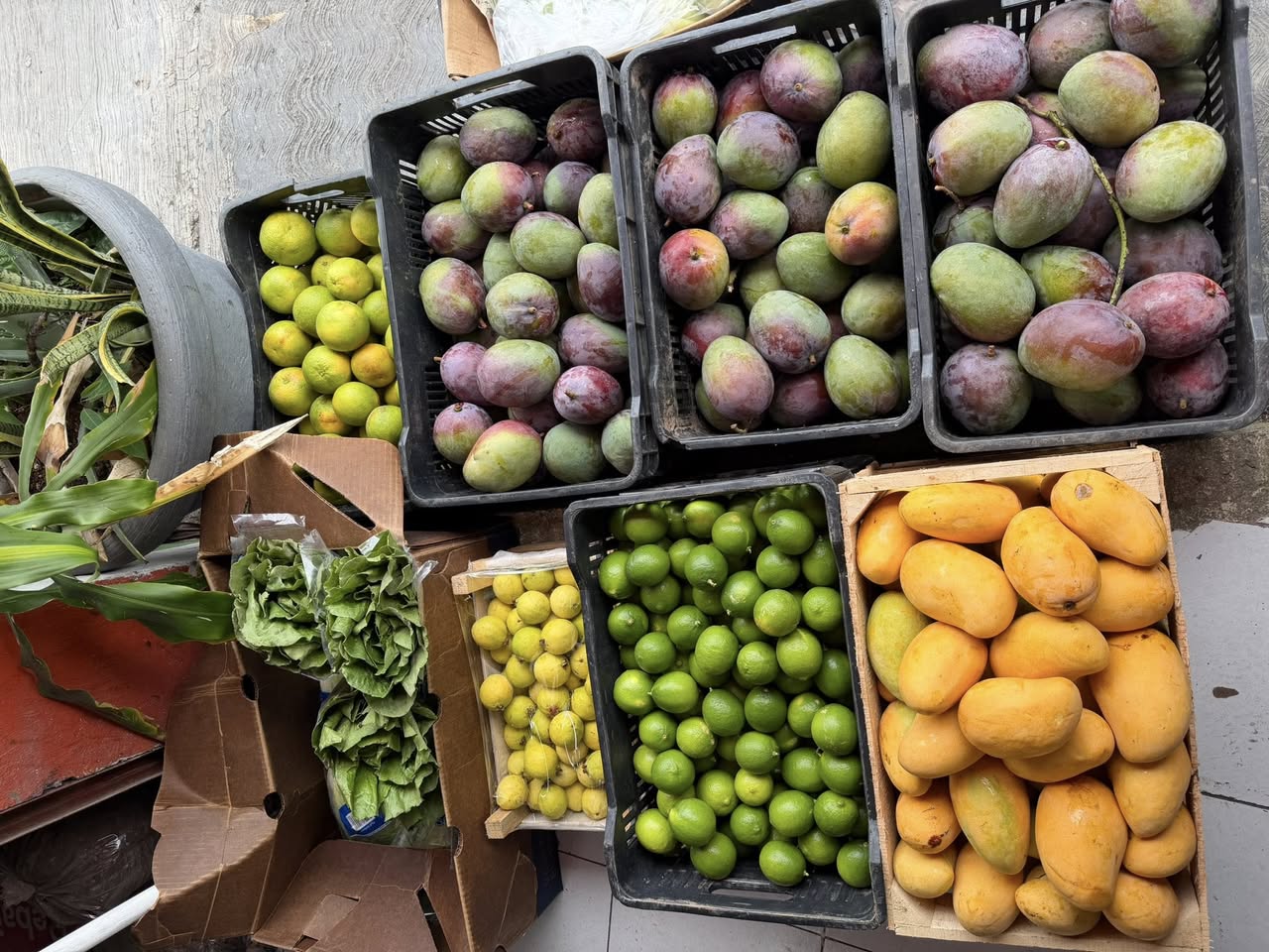 Venta de mangos frescos: Manila, Tomy y Ataulfo de Primera a domicilio