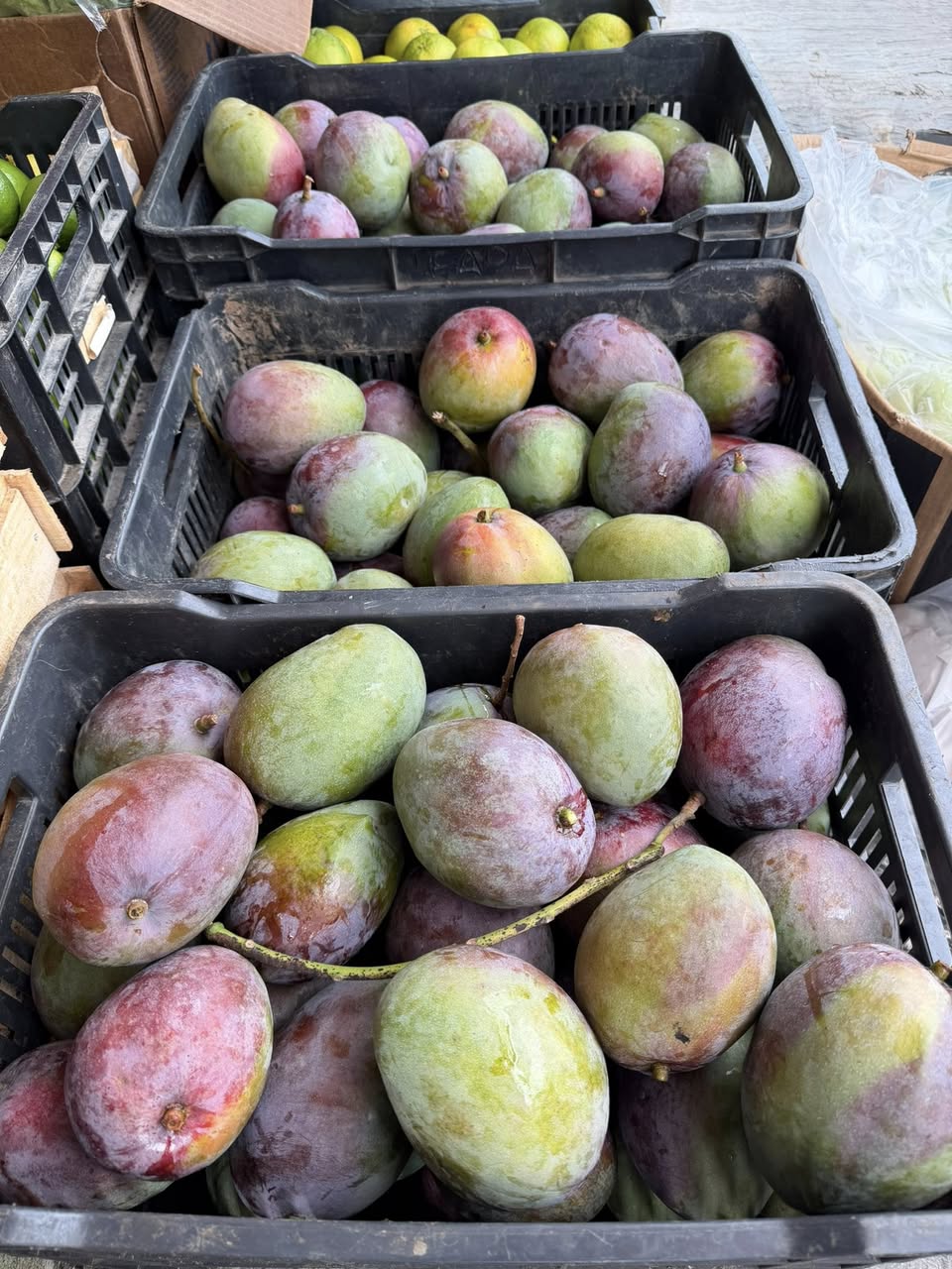 Venta de mangos frescos: Manila, Tomy y Ataulfo de Primera a domicilio