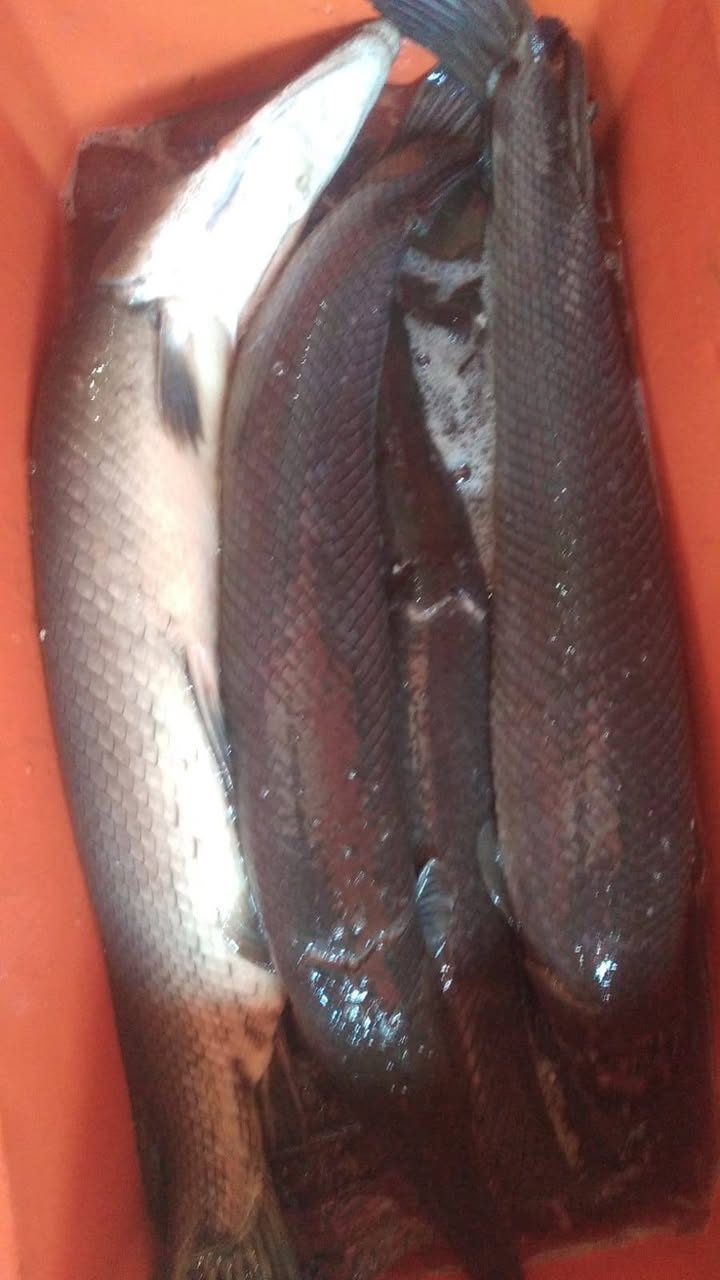 Venta de Productos del Mar