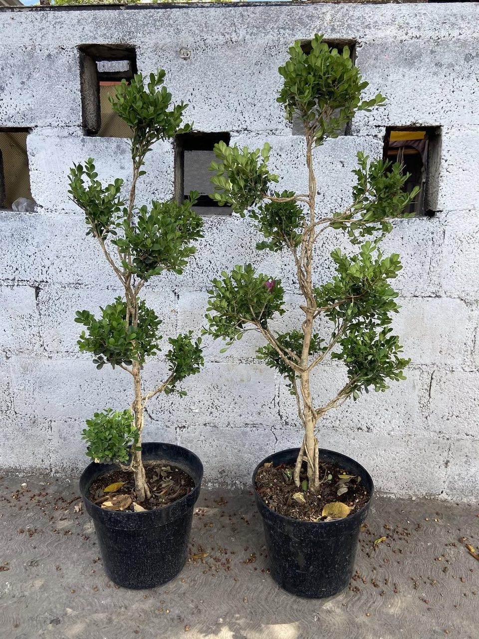 Vivero Arbustos Arrayanes, Colonia Jesús Carranza — Altabrisa