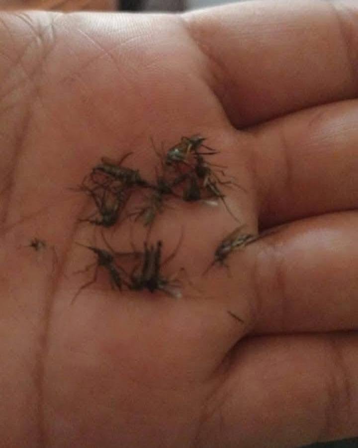 Mosquitos gigantes en Yucatán causan asombro en redes sociales