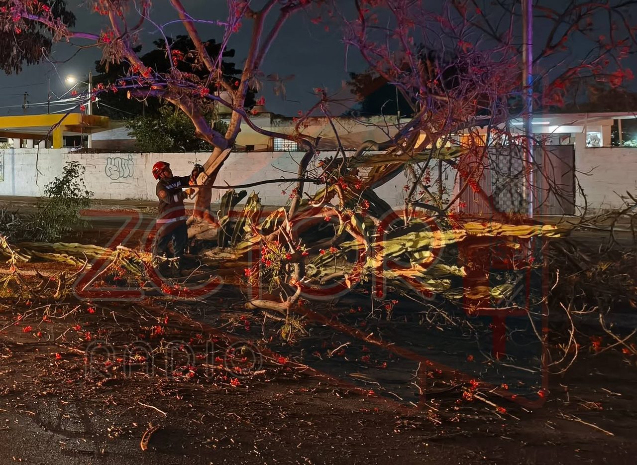 Árbol colapsa por lluvia y bloquea carril en avenida Mérida 2000