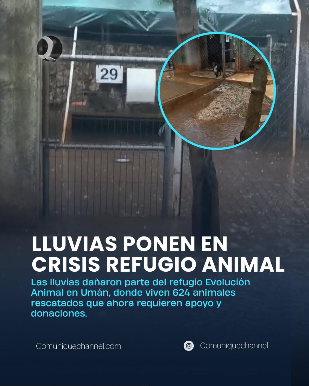 Lluvias dejan en crisis a refugio animal con 624 rescatados en Umán
