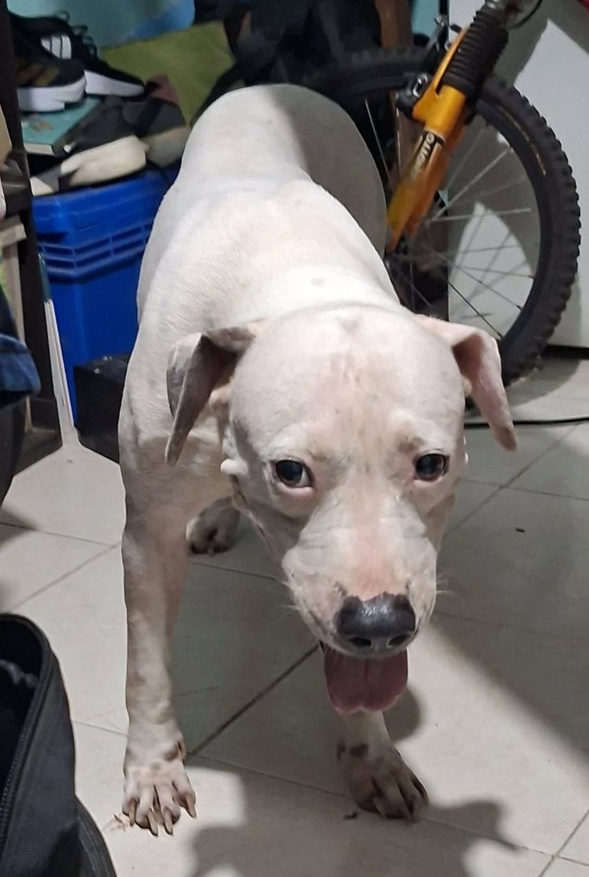 Requisitos esenciales en adopciones responsables de mascotas