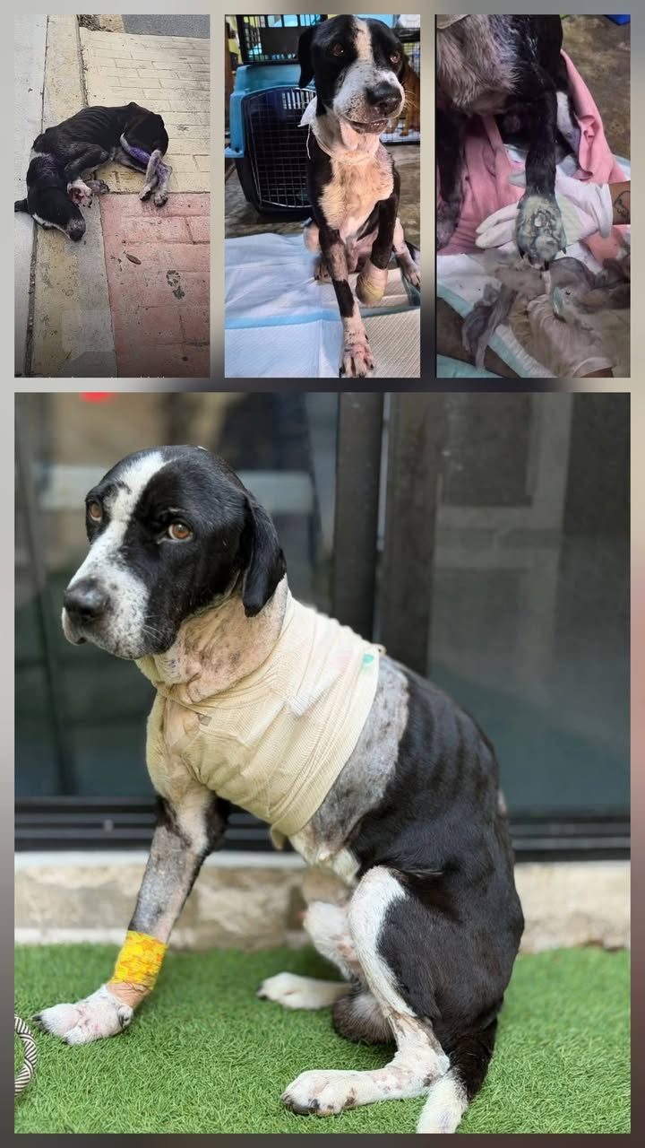 Rescate veterinario de perro Patricio: historia de dedicación y cuidados intensivos
