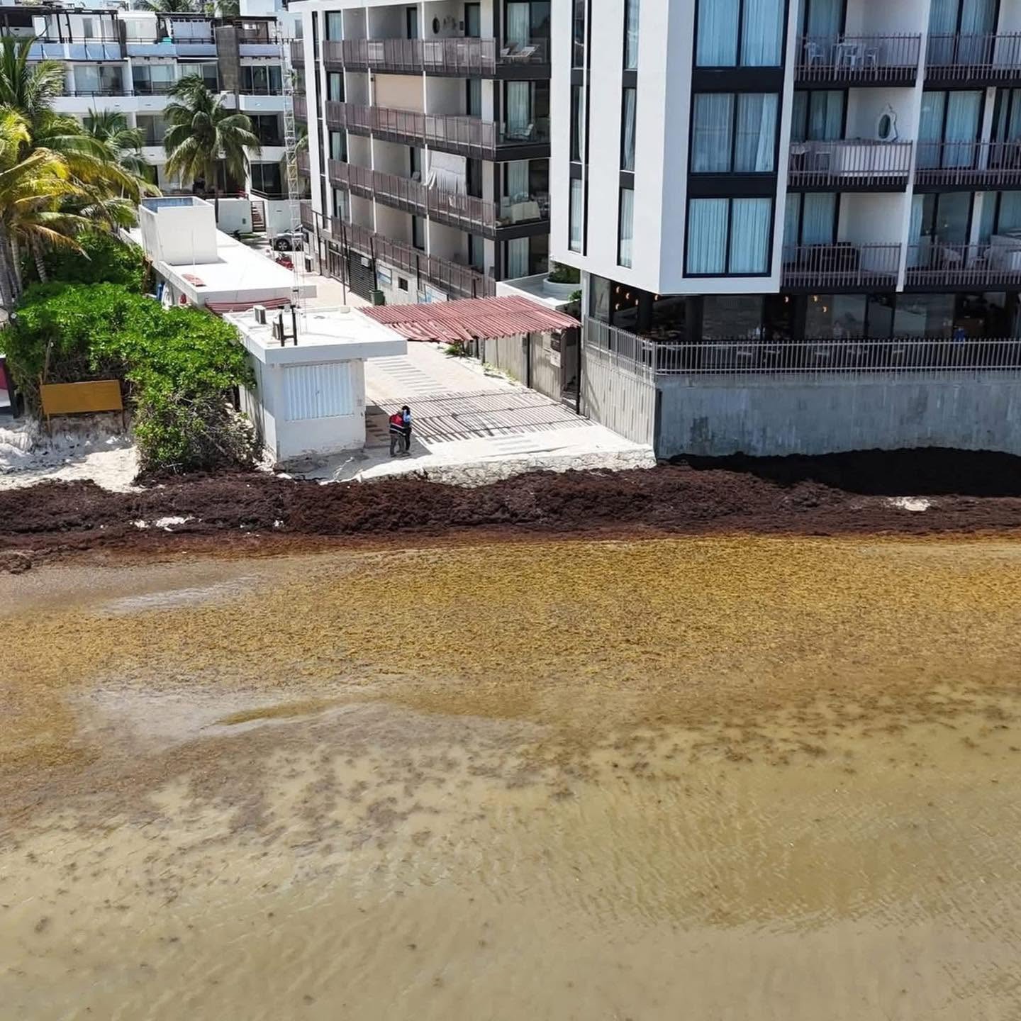 Sargazo invade playas de Playa del Carmen y supera barreras de contención